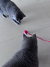 HELLOJOY猫咪玩具自嗨解闷神器智能电动逗猫球自动逗猫棒幼猫遛猫消耗体力 实拍图