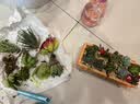 花艺萌多肉植物组合盆栽含盆含土创意diy拼盘花盆 小多肉仙人掌仙人球 大木盒（一路同行） 含盆 实拍图