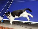 皇家室内成猫粮 I27 通用粮 12月以上 4.5KG 实拍图