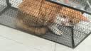 绿净全自动捕猫笼捉猫神器家用大号人道救助驱赶逮流浪野猫笼抓猫神器 加厚款捕猫笼【可装1-15斤】 实拍图