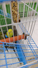 万宠汇 鸟活体虎皮鹦鹉笼养牡丹玄风活鸟学说话手养小太阳鹦鹉和尚鹦鹉 蓝色虎皮+黄色虎皮（一公一母） 实拍图