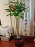 叹为观止大型植物发财树各种大颗盆栽开业乔迁客厅办公室内好养大型花卉 单杆发财树【1.4-1.5米】 不含盆 实拍图