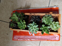 两腿跑【送货上门】多肉植物带盆办公室桌面盆栽组合绿植花卉幼儿园盆栽 10棵多肉+木盆+营养土 实拍图