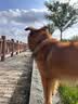 豆柴（docile）中/大型犬全价狗粮成年犬粮小型犬益生菌低敏配方15kg/30斤 实拍图