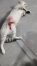 【京东快递】仙女逗猫棒猫咪玩具带铃铛逗猫神器耐咬羽毛逗猫棒 羽毛粉色款1支 实拍图