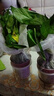 新特价绿萝盆栽室内客厅办公吸甲醛净化空气水培植物绿植花卉好养 【经典2盆】绿萝+早安吸水盆 整体含盆高度20-25cm 实拍图