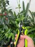 得力修枝剪刀 SK5钢省力款 果树剪花枝剪园林园艺剪刀修枝神器8英寸 实拍图