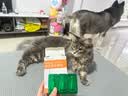 爱宠兴猫咪驱虫药宠物小狗狗幼猫除跳蚤虱子蜱虫寄生虫体内外一体驱虫药 实拍图