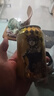 屈臣氏（Watsons）干姜水风味汽水0脂调酒饮料气泡水聚会330mL*24罐装整箱 实拍图