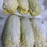 云南高原娃娃菜新鲜蔬菜生鲜乾隆白菜早餐火锅必备产地直发 浅黄色 新鲜娃娃菜3颗装*3包 实拍图