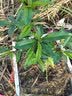 芥圃 水蜜桃树苗嫁接桃树苗大水蜜桃黄桃冬桃苗鹰嘴桃果苗南方树苗 鹰嘴桃嫁接苗【带土带叶  只卖真苗】 1年苗  高度：40-60公分 实拍图