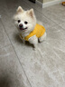 宠它星球狗狗衣服秋冬款猫咪泰迪小狗比熊冬季牵引幼犬棉衣秋季马甲西高地 桔色-菱形纹可牵引棉衣 2XL【推荐12-18斤】加厚保暖 实拍图