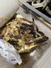 【活蟹发货不包活】青岛梭子蟹鲜活发螃蟹海蟹飞蟹超大母蟹海鲜 鲜活-高品质梭子蟹【2斤5-8只】 实拍图