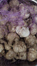 山东大蒜【中果】新鲜干蒜紫白皮大蒜农家新蒜头生鲜蔬菜调味辛辣 大蒜中果3.5-4.5cm【净重 5斤 】 实拍图
