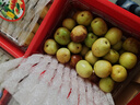 脆甜冬枣新鲜现摘装果园直发当季脆甜大枣子脆甜多汁农家自种批发 礼盒装4斤大果（单果16克以上） 实拍图