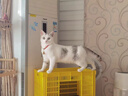 力狼猫罐头补水汤罐猫咪汤包幼猫成猫零食宠物食品猫湿粮 【7罐】混合口味补水罐85g 实拍图