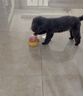疯狂的主人猫玩具小黄鸭漏食器冻干发射器猫咪狗狗自嗨解闷放零食玩具逗猫棒 实拍图