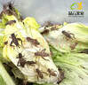 品云美宠白蟋蟀活体爬宠蜥蜴守宫鬃狮蜘蛛活食饲料(不拍加热包不包活） 白蟋蟀0.3-0.7cm 50只 实拍图