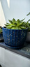 仟尚艺陶瓷创意带托盘个性简约家用桌面绿萝吊兰肉肉植物绿植花盆多肉盆 蓝色金典-小套三 大 实拍图