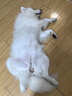 伯纳天纯鸭肉梨狗粮小型犬中大型犬幼犬成犬全价通用犬粮24斤/12kg 实拍图