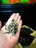 茗纳百川 2025年春茶 古树白茶生茶散茶 月光白茶月光美人 白芽显露 景谷 500克袋装 实拍图