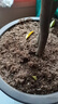 德沃多肥料纯进口泥炭营养土25L植物有机种植颗粒土壤花土种菜养花多肉土壤 实拍图
