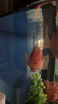森森（SUNSUN） 鱼缸过滤棉加厚生化棉水族箱过滤器白棉过滤材料 3米长*30cm宽*2cm厚 实拍图