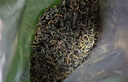 福茗源茶叶花草茶 蒲公英茶 蒲公英根叶炒制长白山婆婆丁泡水喝袋装250g 实拍图