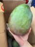 蕊鲜生攀枝花凯特芒果 9斤四川特大青芒果新鲜热带水果当季现摘 5斤A级中果【3-5两】实惠尝鲜 实拍图