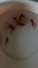 金鱼草金鱼观赏鱼冷水好养耐活小鱼苗锦鲤 2-4cm 红草金买5条送5条（加备损） 实拍图