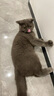 宜品达猫咪头部按摩器电动智能按摩仪挠痒互动下巴蹭痒撸猫神器宠物玩具 白色全防水-GX-608头部按摩器 【升级可拆洗硅胶按摩头】 实拍图