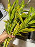 鑫干和富贵竹水培植物金边竹转运竹室内花卉盆栽水养四季 金边竹80cm*10支 不含盆 实拍图