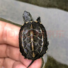 萌龟饲家中华黑腹金线 情侣一对草龟小乌龟活体水陆观赏中华草龟墨龟活物 4-5厘米特大苗 1只单身龟 实拍图