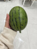 现摘现发2k西瓜当季手剥薄皮小糖丸西瓜新鲜水果冰糖子小西瓜 4-5斤（1-2个） 实拍图