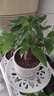 【绿萝盆栽】吸甲醛净化空气水培绿植物懒人花卉好养搬家礼物全 【1盆】绿萝+原盆原土 整体含盆高度20-25cm 实拍图