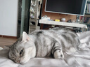 KONOKO猫咪洗耳液耳螨耳垢耳道清洁宠物狗狗耳朵洁耳水滴耳液清洁用品 实拍图