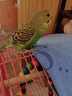 豪蚨虎皮鹦鹉说话小鸟活物观赏鸟宠物牡丹小太阳亲人玄风鹦鹉豪蚨 绿虎皮1只（公母备注） 实拍图