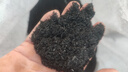 稻壳炭园艺草木灰养花种菜碳化谷壳颗粒纯天然钾肥农家肥腐熟肥料 稻壳炭40升 实拍图