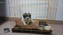 狗笼子中型大型犬室内带厕所边牧小型宠物笼狗狗拉布拉多金毛狗笼 【热销款】折叠款【61*42*50】适合15斤内 实拍图