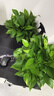 双盟绿萝盆栽除甲醛花卉绿植办公室新房净化空气180加仑2盆装源头直发 实拍图