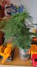 行湘文竹盆栽绿植花卉桌面盆景 大文竹+中号艺术线陶瓷盆 源头直发 实拍图
