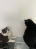 疯狂的主人猫玩具小黄鸭漏食器冻干发射器猫咪狗狗自嗨解闷放零食玩具逗猫棒 实拍图