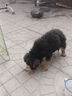 博林格冻干狗粮小型犬10斤装成犬比熊泰迪柯基金毛边牧幼犬通用5斤犬粮 【鲜肉纯粮】5斤装/小型犬粮 实拍图