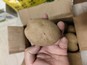 京鲜生恩施土豆5斤装单果100g以上新鲜黄心土豆马铃薯 源头直发 实拍图