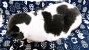 洁珊猫砂膨润土低尘强力吸附凝聚宠物猫砂 洁珊猫砂9l（7.5kg） 实拍图