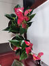 蝴蝶之舞红掌一帆风顺盆栽植物室内花卉好养土培大盆水养四季常青绿植 红掌40-50厘米2-3颗 含盆 实拍图