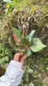 心相印抽纸 面巾纸茶语丝享 3层150抽*24包真S码  纸巾（整箱销售） 实拍图