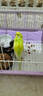 万宠汇 鸟活体虎皮鹦鹉笼养牡丹玄风活鸟学说话手养小太阳鹦鹉和尚鹦鹉 黄色虎皮鹦鹉1只（公母可备注） 实拍图