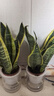 金边虎皮兰盆栽多肉植物水培好养绿植室内花卉客厅大型虎尾兰阳台 【推荐3盆装】30cm3棵虎皮兰【早安盆】 实拍图