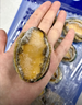 江船长 冷冻大鲍鱼 净重400g 10粒袋装 火锅食材 烧烤 贝类生鲜  实拍图